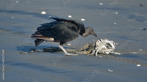 Tableau sur toile Black vulture (Coragyps atratus) eating carrion on the beach in Las Penas, Ecuad
