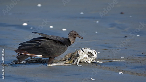 Obraz na plátně Black vulture (Coragyps atratus) eating carrion on the beach in Las Penas, Ecuad
