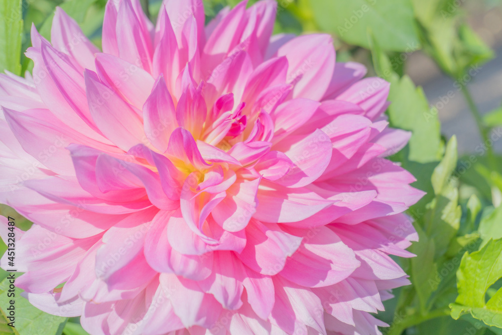 Obraz premium 大輪のピンクのダリア