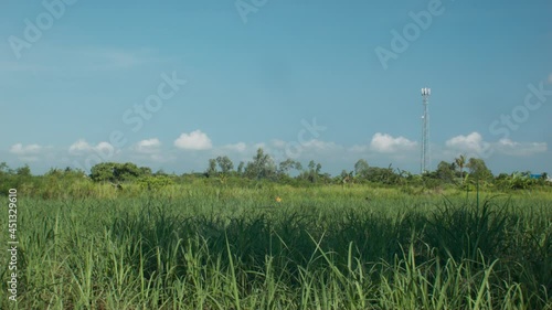 Quiet afternoon on sugarcane field. photo