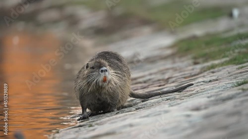 Inquisitive Nutria exploring the bank of a lake in daylight; moves into water, shallow focus photo