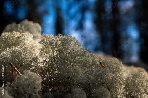 reindeer moss