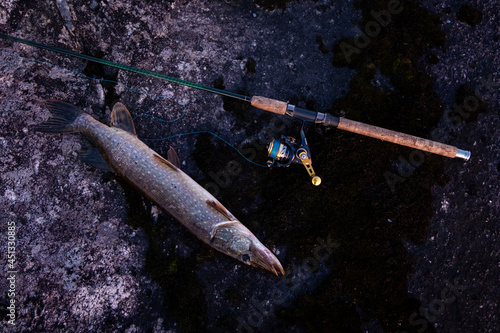 karelian pike