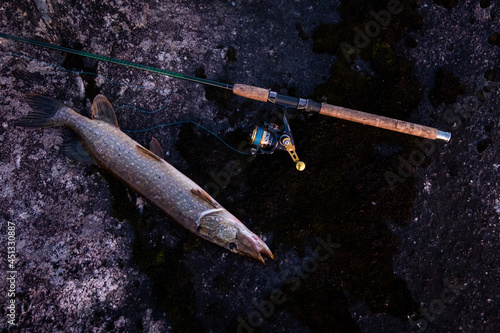 karelian pike