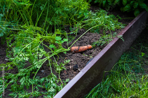 Carrots grow in the garden at the dacha