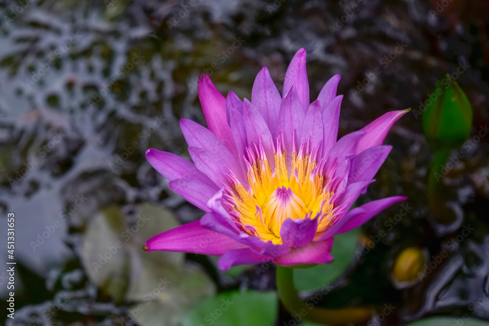 close-up of purple lotus with yellow stamens. close-up of purple lotus with yellow stamens.