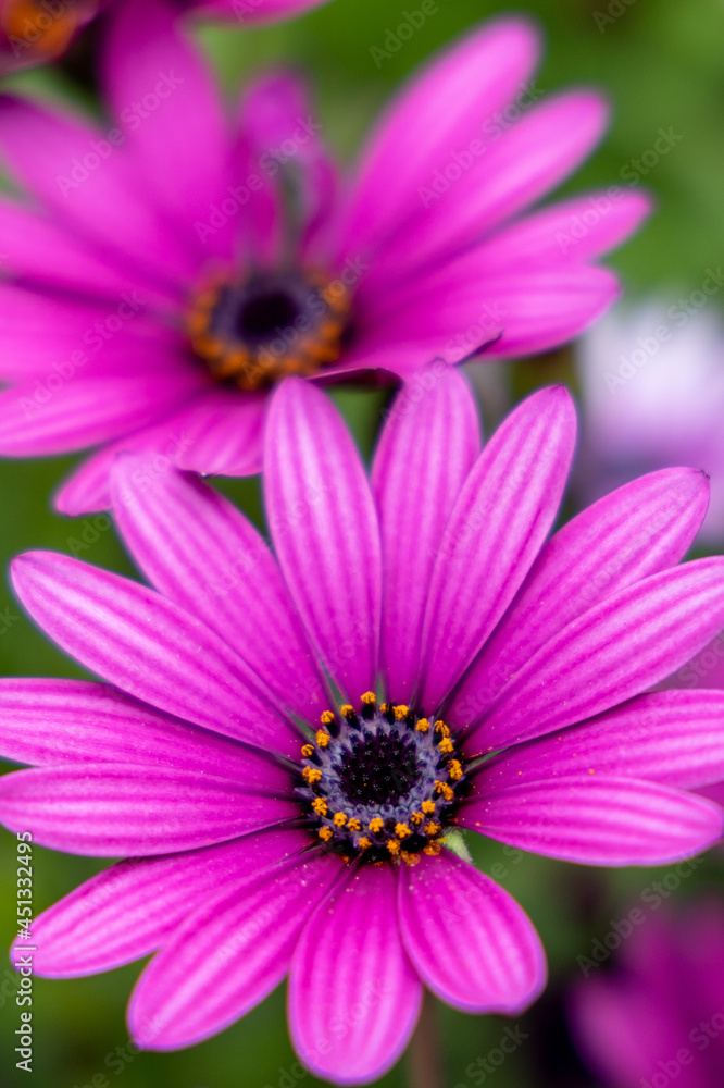 A closeup of two pink flowers with selective focus with a green background A closeup of two pink flowers with selective focus with a green background