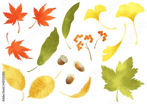秋の植物イラスト　水彩風