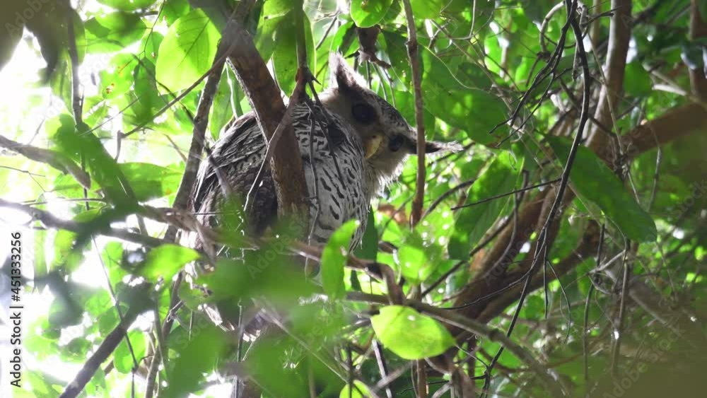 Looking forward and then straight down towards the camera as seen in the rainforest, Spot-bellied Eagle-owl, Bubo nipalensis, Kaeng Krachan National Park, Thailand, UNESCO World Heritage. Looking forward and then straight down towards the camera as seen in the rainforest, Spot-bellied Eagle-owl, Bubo nipalensis, Kaeng Krachan National Park, Thailand, UNESCO World Heritage.
