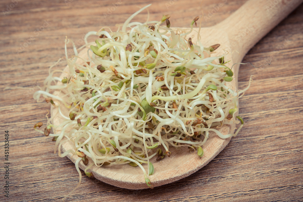 Alfalfa and radish sprouts on wooden spoon. Healthy addition to sandwiches. Source vitamins and minerals