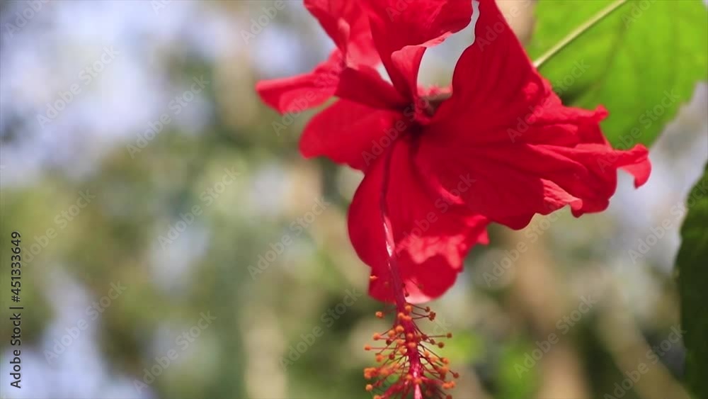 Close Up Of Bright Red Hibiscus Rosa-Sinensis Red Tropical Flower Close Up Of Bright Red Hibiscus Rosa-Sinensis Red Tropical Flower