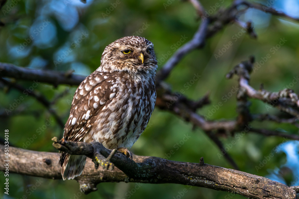 Naklejka premium Steinkauz (Athene noctua)