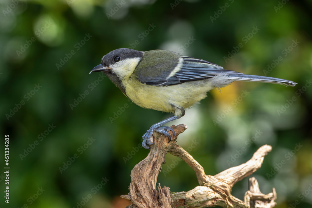 Kohlmeise (Parus major) Jungvogel Kohlmeise (Parus major) Jungvogel