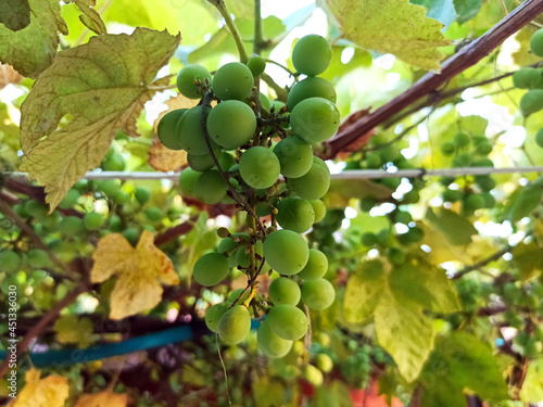 summer grapes on the gazebo -close-up