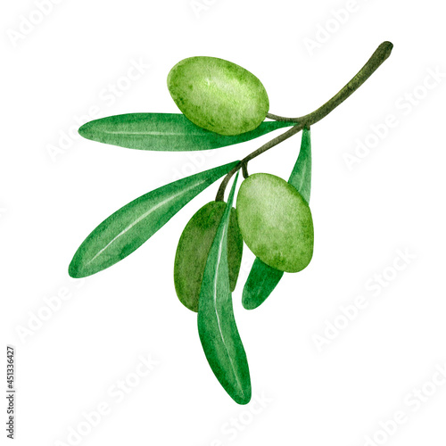 Watercolor green olives branch illustration. Botanical art. Isolated element. Kitchen decoration. Mediterranean print. Isolated clipart element on white background