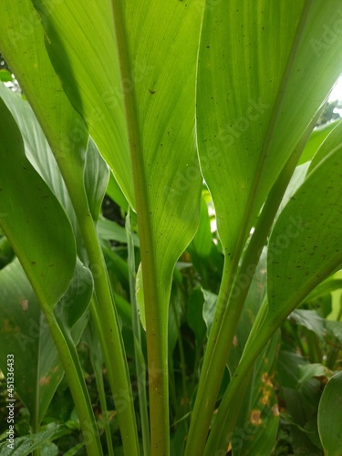 Turmeric plant 