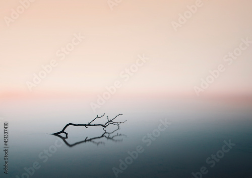 tree branch on still lake at sunrise