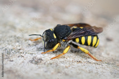 Lateral closeup of the white faced male of the Black-tailed Small-Woolcarder bee, Pseudoanthidium melanurum in Gard, France © Henk