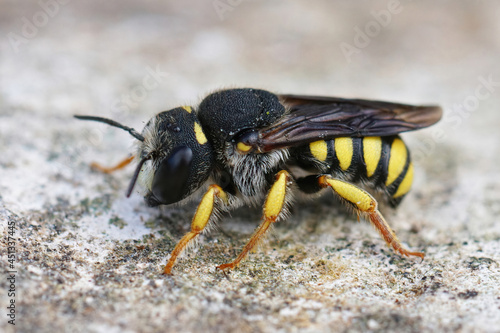 Lateral closeup of the white faced male of the Black-tailed Small-Woolcarder bee, Pseudoanthidium melanurum in Gard, France