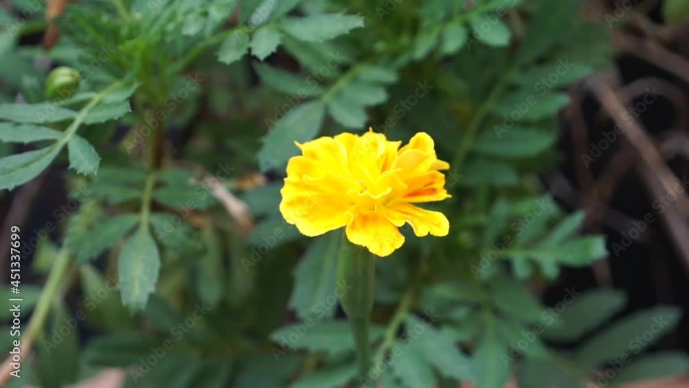 Close up of marigold blooming in the morning. Close up of marigold blooming in the morning.