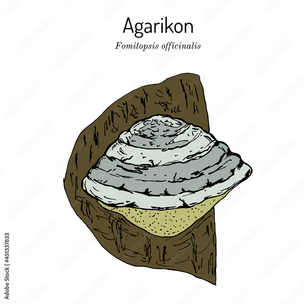 Agarikon, or quinine conk fungus Fomitopsis or Laricifomes officinalis , medicinal mushroom - obrazy, fototapety, plakaty 
