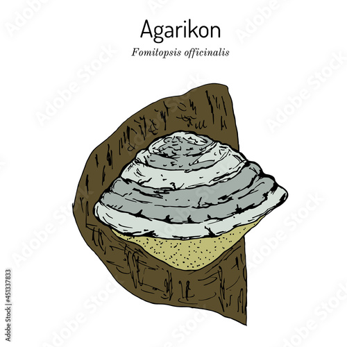 Agarikon, or quinine conk fungus Fomitopsis or Laricifomes officinalis , medicinal mushroom