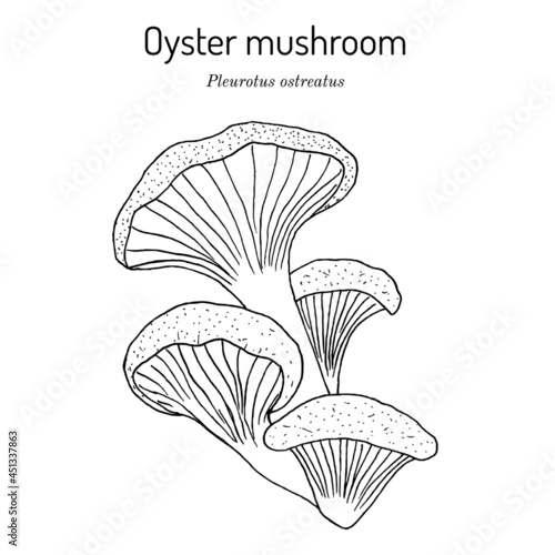 Oyster fungus Pleurotus ostreatus , edible and medicinal mushroom