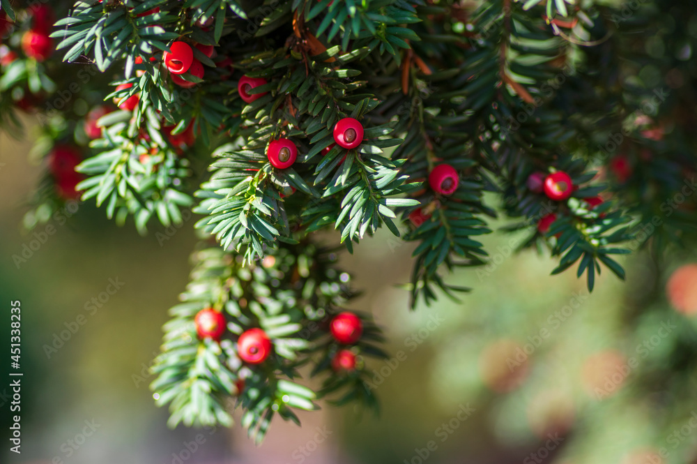Taxus baccata European yew is conifer shrub with poisonous and bitter red ripened berry fruits Taxus baccata European yew is conifer shrub with poisonous and bitter red ripened berry fruits
