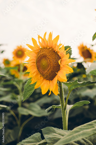 Sunflower blooming  flower natural background. Harvest time agriculture farming oil production.