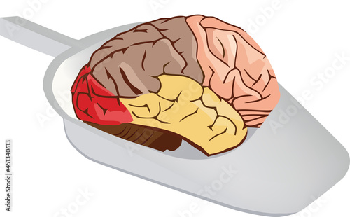 human brain human brain organ in hospital sanitary pan
