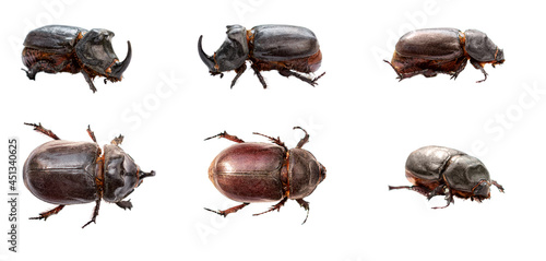 rhinoceros beetles are isolated on a white background © VeKoAn