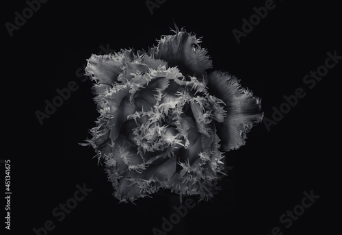 black and white tulip