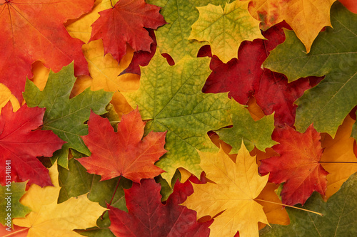 bright background with autumn maple leaves in green, orange and yellow colors.