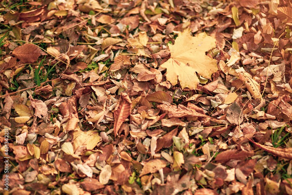 Background of Autumn yellow and orange dry leaves lying on the ground.