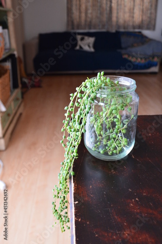 グリーンネックレス　緑の植物