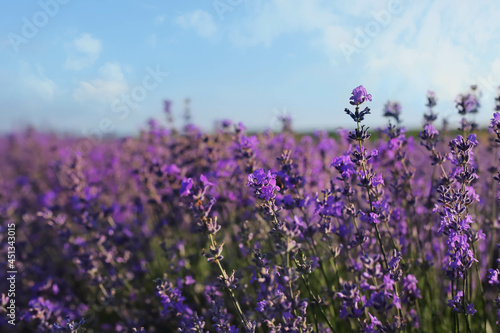 Beautiful lavender flowers in field, closeup