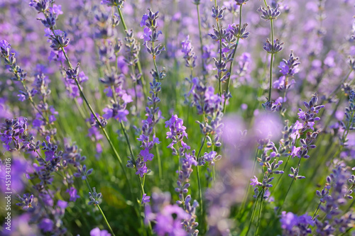 Beautiful lavender flowers in field  closeup