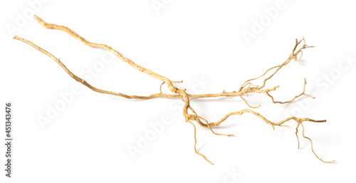 close up of vetiver roots, isolated on white background