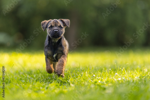 Konstfotografi Cute little Border terrier puppy