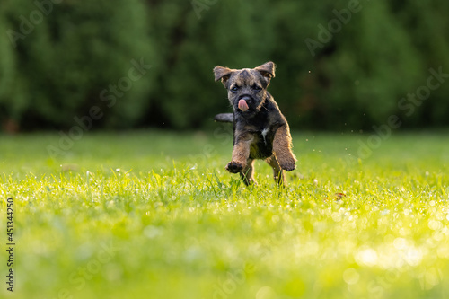 Photography Cute little Border terrier puppy