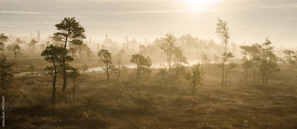 Sunrise in the Kemeri bog in autumn morning. Foggy swamp. Kemeri, Latvia. 
