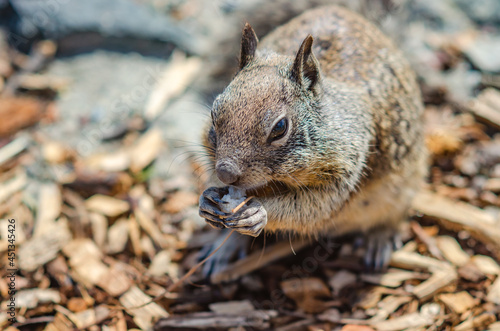 California ground squirrel  Spermophilus beecheyi  is eating a piece of bread  Central Park in Fremont 