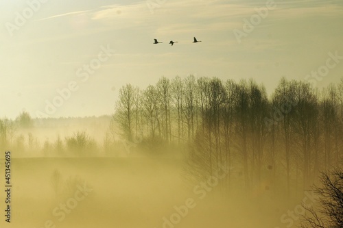 Fototapeta Naklejka Na Ścianę i Meble -  mgła na Mazurach