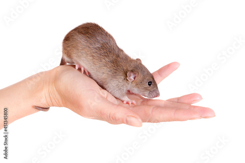 domestic rat on hand