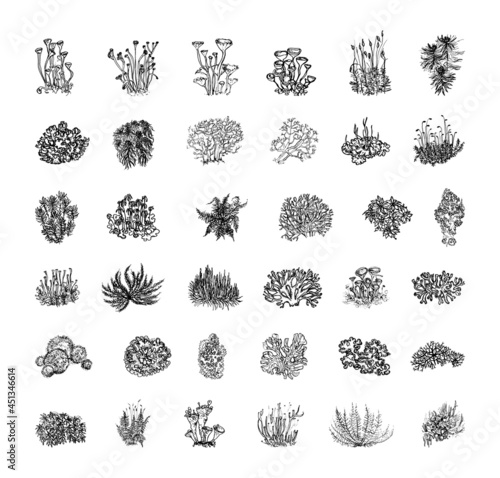 Collection of monochrome illustrations with moss in sketch style. Hand drawings in art ink style. Black and white graphics. photo