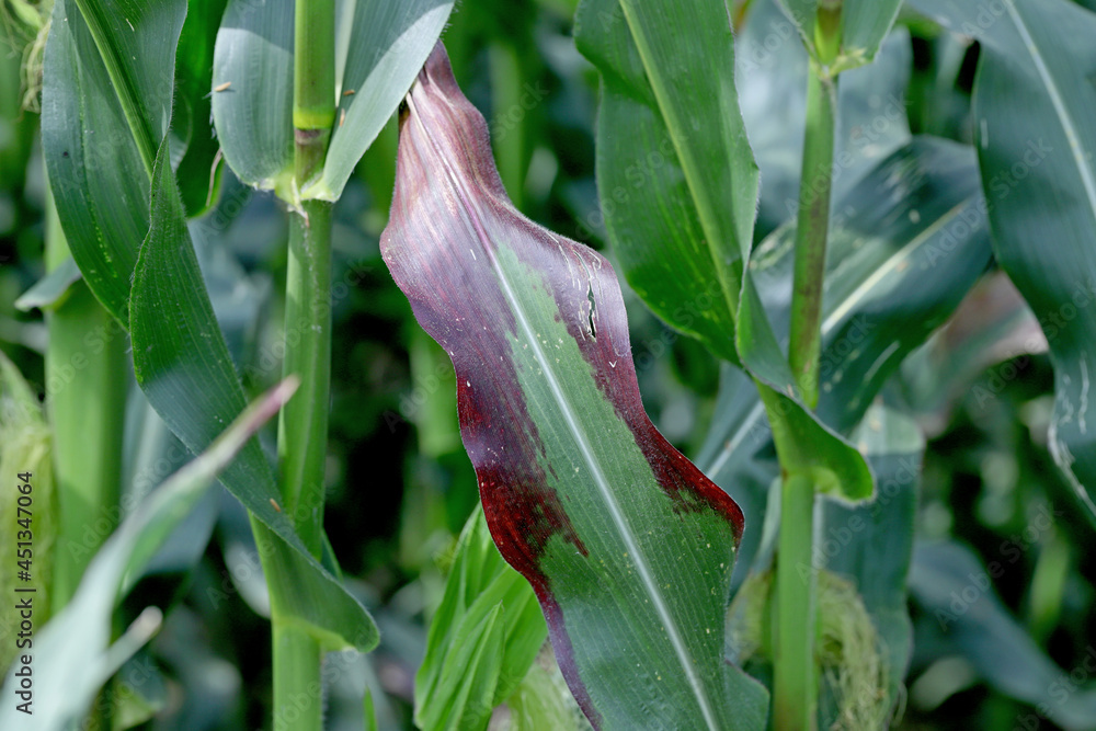 Red discoloration of corn leaves due to nutrient deficiencies or