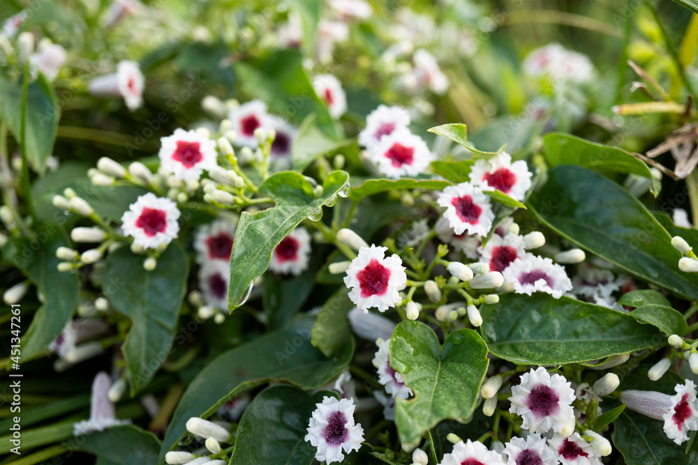 「ヘクソカズラ(Paederia foetida)」の花/アカネ科 「ヘクソカズラ(Paederia foetida)」の花/アカネ科