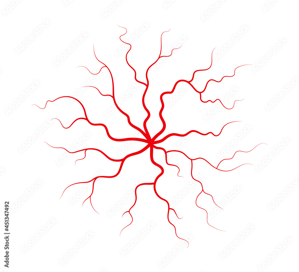 Human veins and arteries. Red branching spider-shaped blood vessels and capillaries. Vector illustration isolated on white background. Human veins and arteries. Red branching spider-shaped blood vessels and capillaries. Vector illustration isolated on white background.