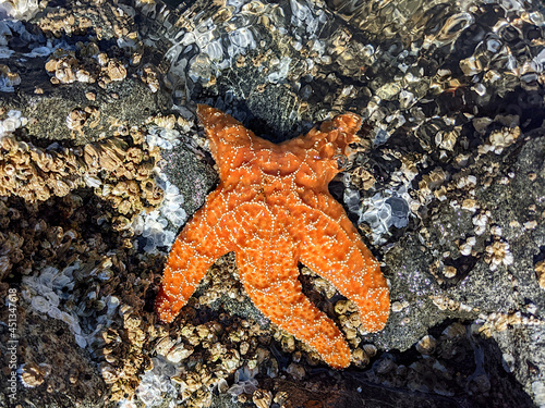 Orange sea star (Pisaster) at the Pacific Ocean Coast, Pacific Rim National Park, British Columbia, Canada