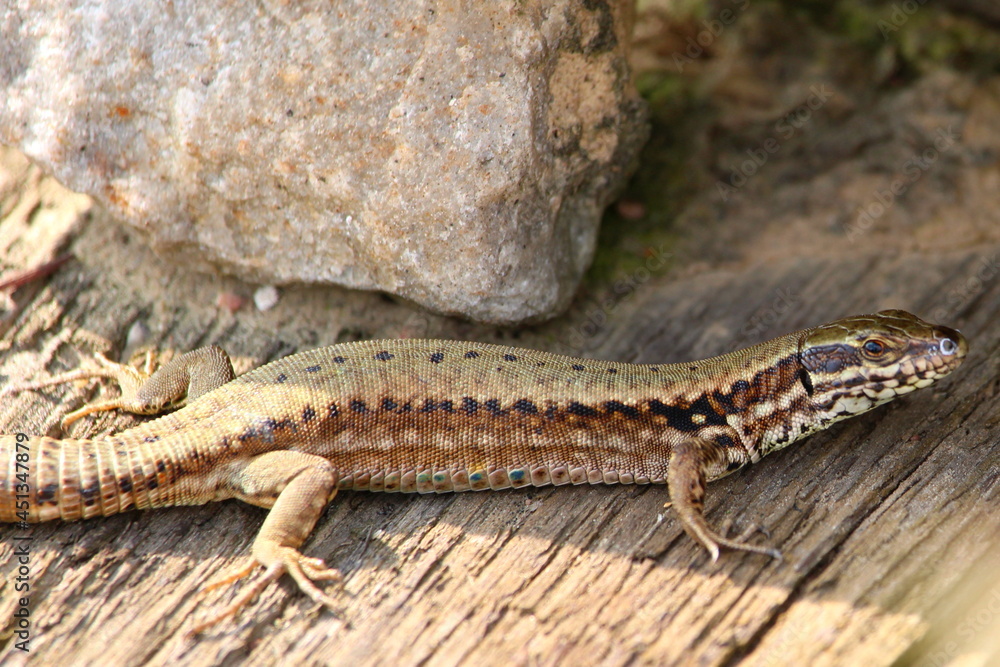 lézard lézard